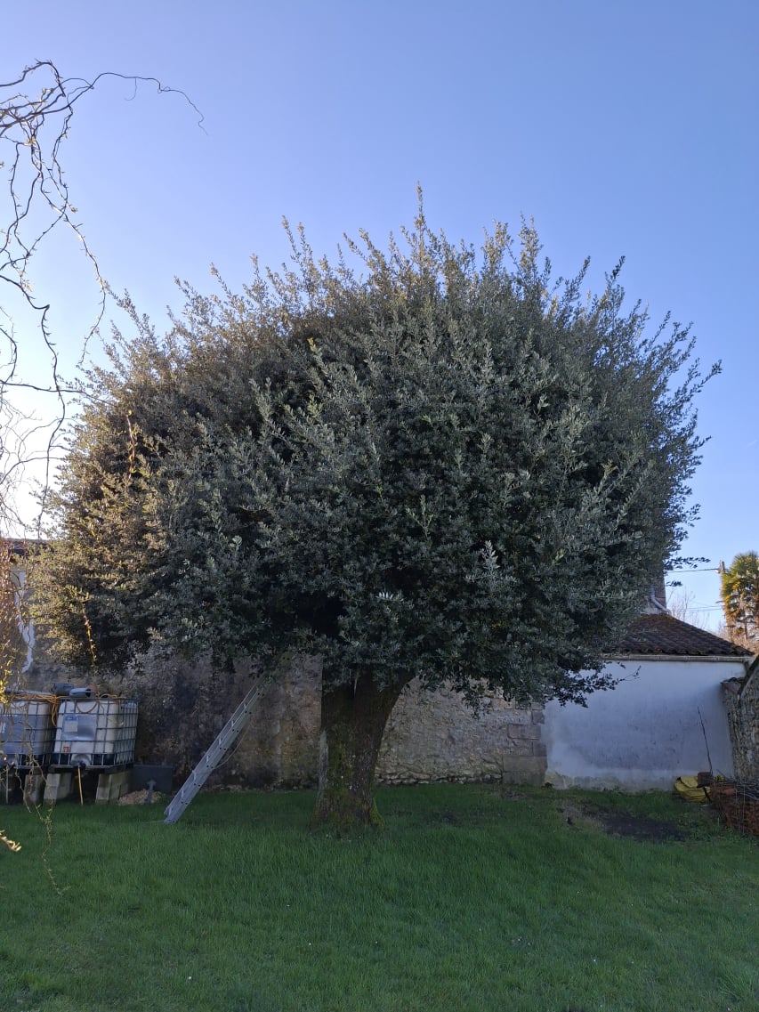 Arbre