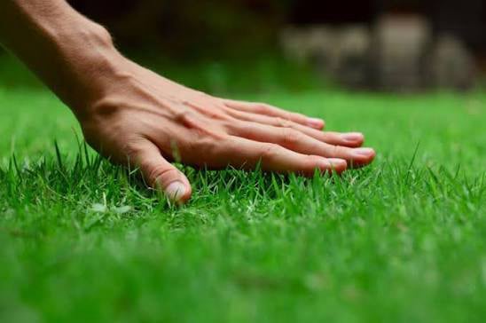 Gazon Cognac